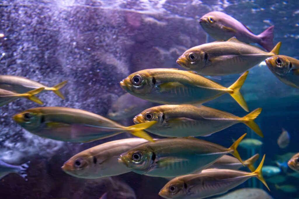 A school of horse mackerel swimming gracefully underwater, with their silvery scales, streamlined bodies, and distinct yellow tails clearly visible.