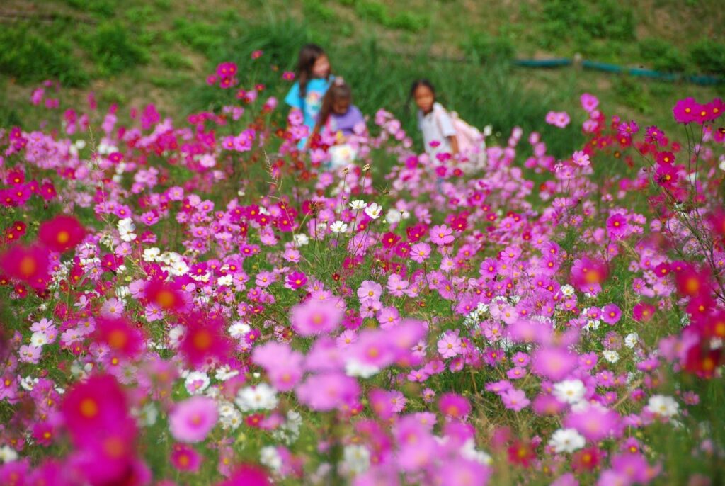 A vibrant scene at Kurihama Flower Park (Hananokuni) with various flowers in full bloom, and children enjoying the colorful display.