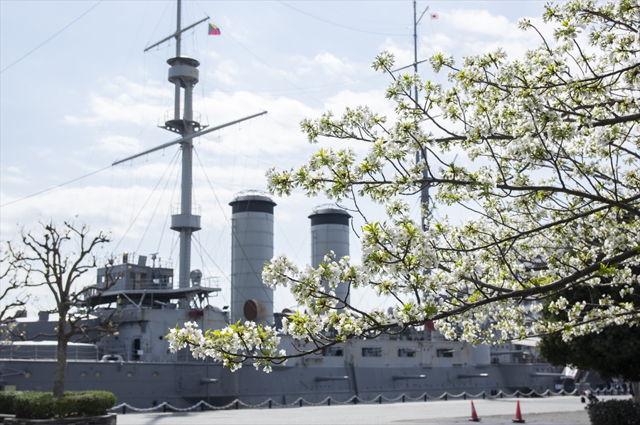 Cherry blossoms in full bloom at Mikasa Park, beautifully framing the historic battleship Mikasa. This vessel, which once navigated through battlefields, now stands peacefully surrounded by delicate pink flowers, symbolizing peace and the passage of time.