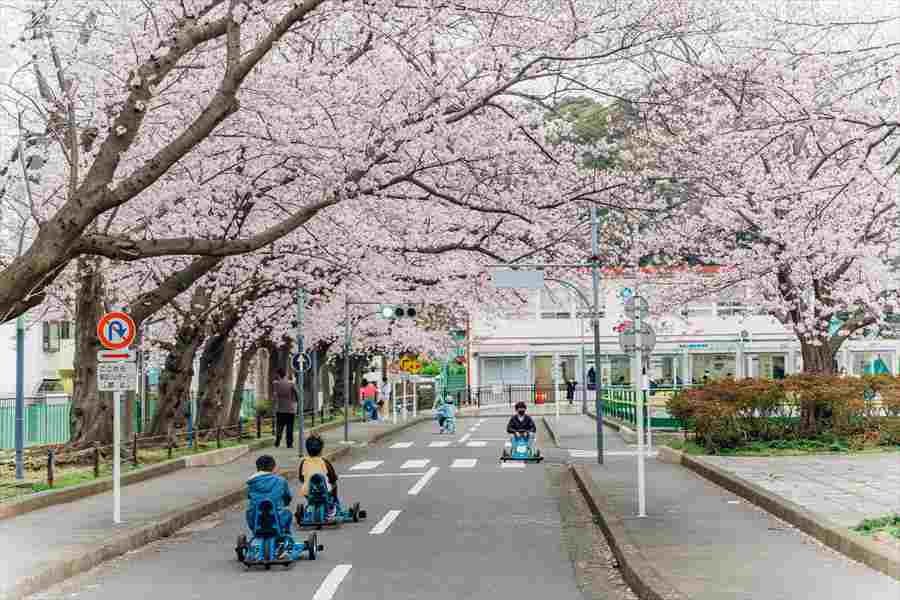 A heartwarming scene in Negishi Park where blooming cherry blossom branches create a natural archway over children enjoying a ride in a cart.