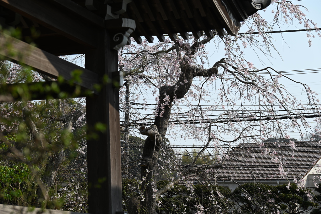 Gion shidare-zakura cherry blossoms at Manshoji Temple.