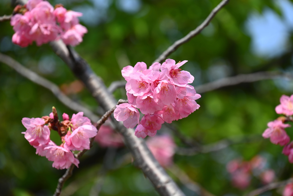 Close-up of pink cherry blossoms blooming within the grounds of Manshoji Temple, captured against a soft green background.