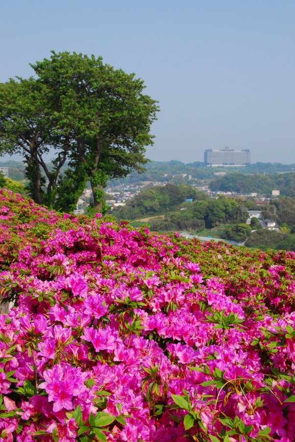 A dense wave of blooming azaleas in magenta and red stretching across the park slopes.