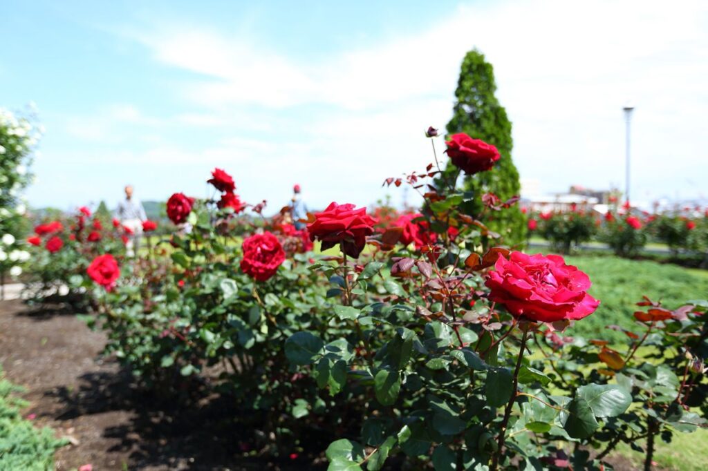 Rows of red roses blooming under a blue sky in Verny Park’s French-style garden.